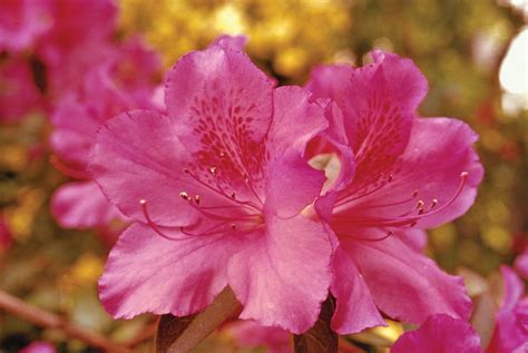 azalea tree facts.